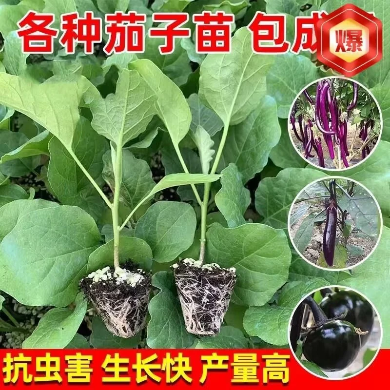 高产茄子秧苗紫长茄子苗黑长茄苗杭茄苗紫圆茄苗青茄苗白茄苗盆栽