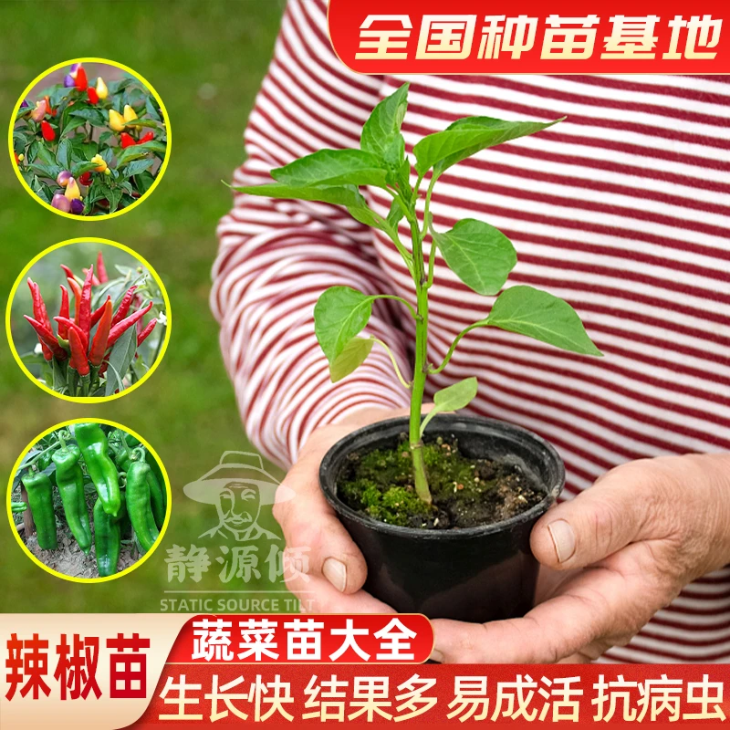 菜苗蔬菜苗辣椒苗幼苗小番茄苗西红柿苗盆栽圣女果苗茄子苗黄瓜苗