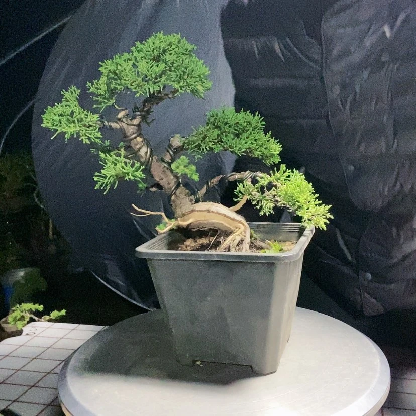 【闪购商品】盆景盆景艺术