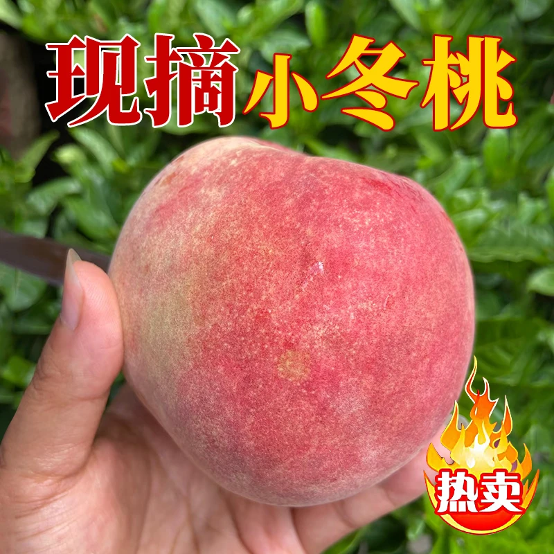 【脆甜冬桃】山东小冬桃蜜桃雪桃新鲜水果脆甜冬桃现摘现发