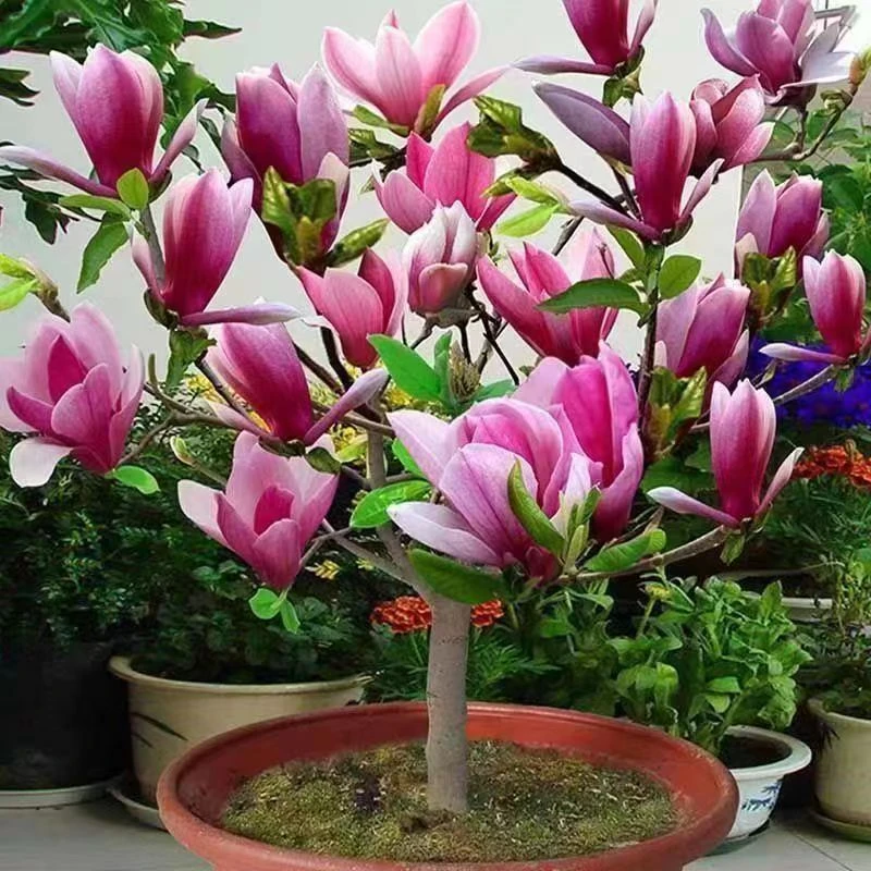 【带花苞】三季开花玉兰花盆栽地栽阳台室内室外种植带土球发货