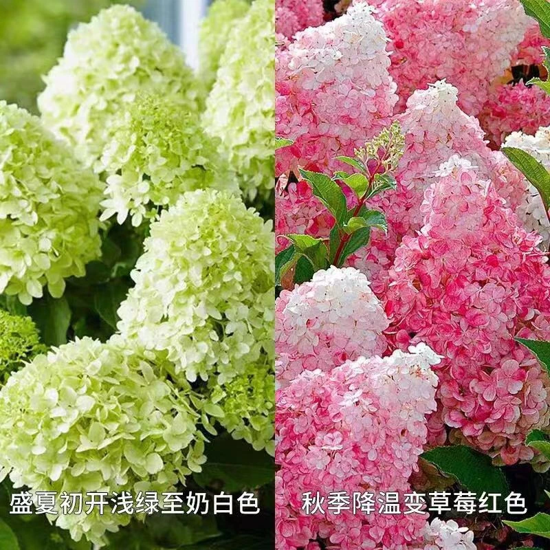 棒棒糖圆锥绣球香草草莓耐晒耐寒耐热绣球花庭院树苗阳台花卉盆栽