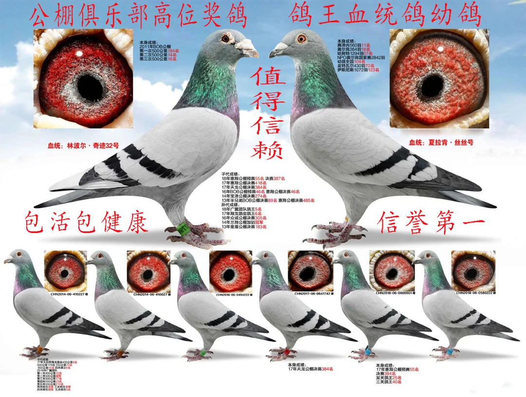 信鸽赛鸽公棚俱乐部清棚种鸽幼鸽鸽子