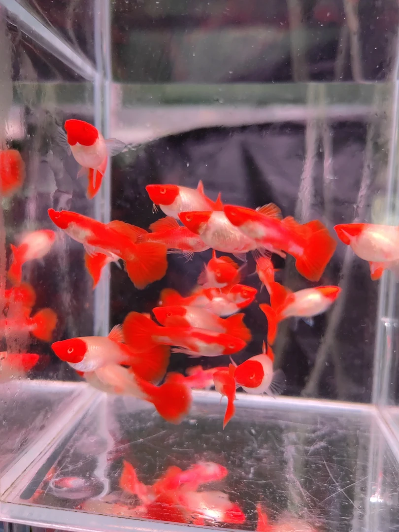 红头鸿运当头孕母包头包腮精品种鱼自家繁殖观赏鱼孔雀鱼