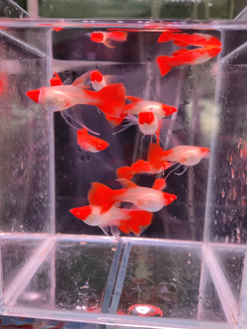 鸿运当头大C 鸿运当头飘带 缎带 孔雀鱼 观赏鱼 红头大C鱼