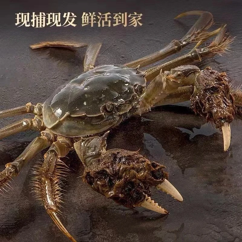 母蟹 1.5-1.8两/只 鲜活江苏精品大闸蟹