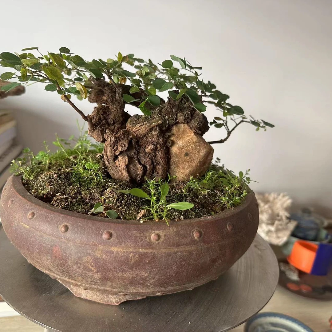 铁马鞭羊蹄甲生桩熟桩植物有生命购买趋谨慎直播链接一物一拍