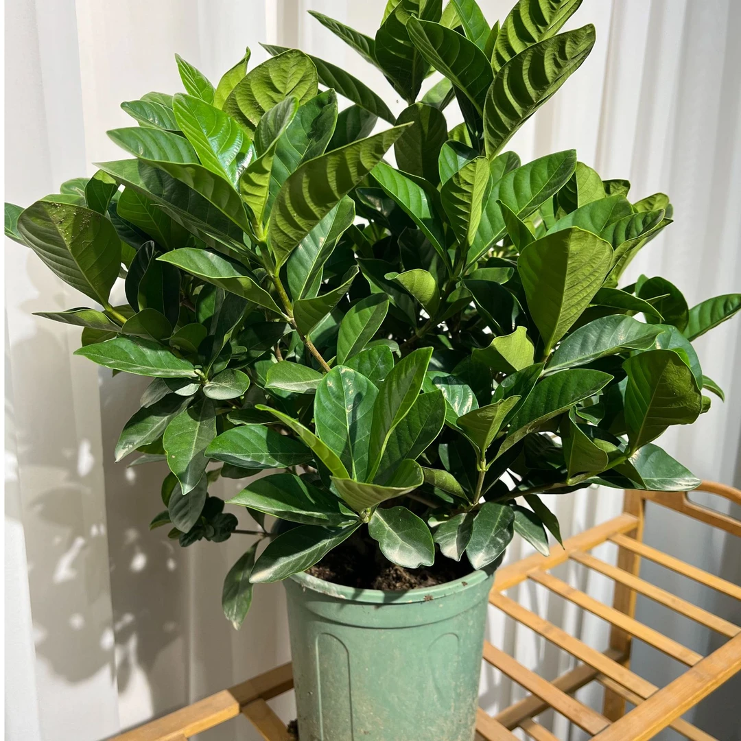 （暂无花苞）独杆矮桩栀子花花卉绿植可开花室内外阳台盆栽好养护