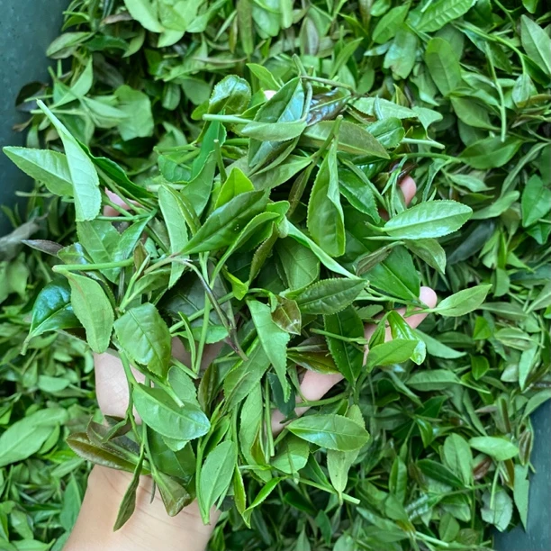 日照绿茶2025新茶春茶棚茶