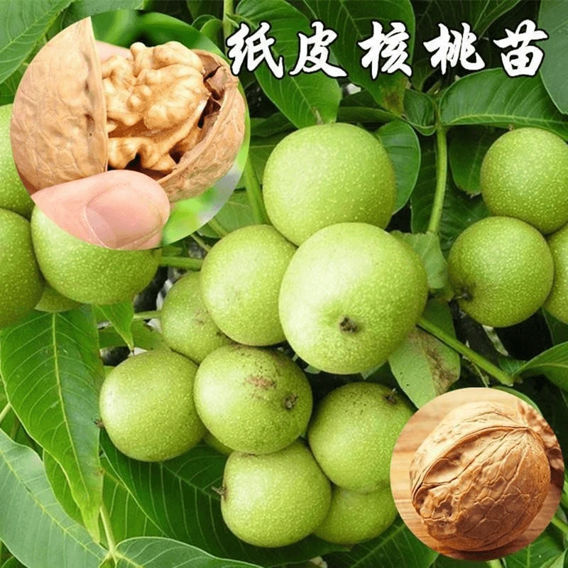 嫁接核桃树苗8518纸皮核桃树果苗盆栽地栽南北方种核桃苗当年结果