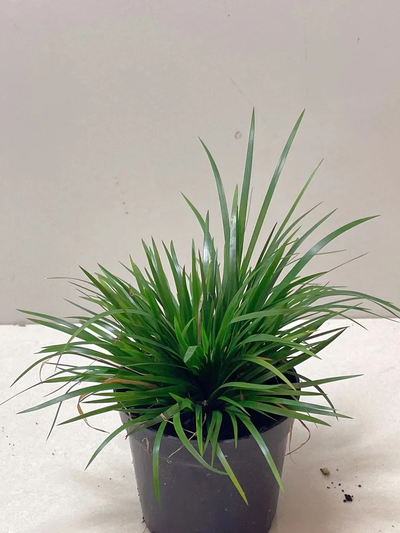 金钱菖蒲特色绿植盆栽 偏远地区不包邮