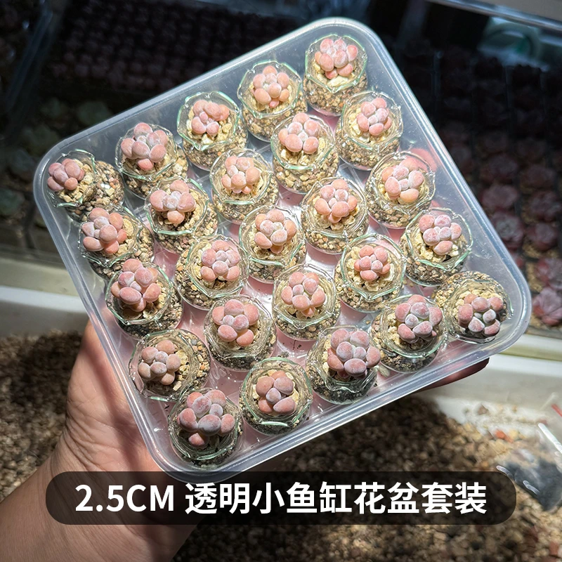2.5cn小鱼缸花盆透明玻璃多肉拇指盆指尖盆迷你多肉控养可爱套装