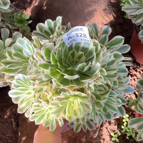 328迈巴赫多肉法师