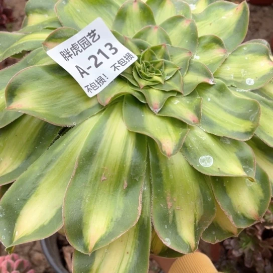 ✌️****213暴君法师多肉