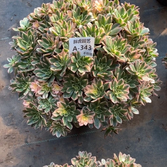 简*343甜茶多肉法师福利