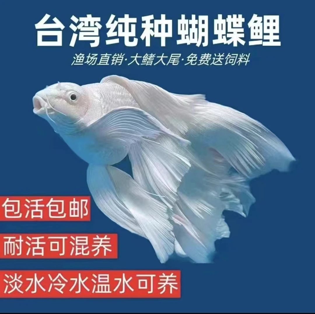 精品小球体蝴蝶鲤纯种观赏鱼