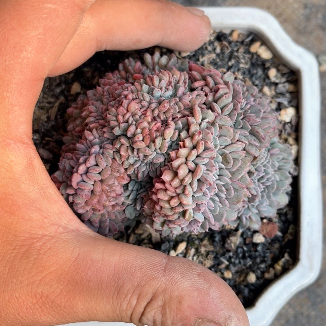 傅*茹733737373773833