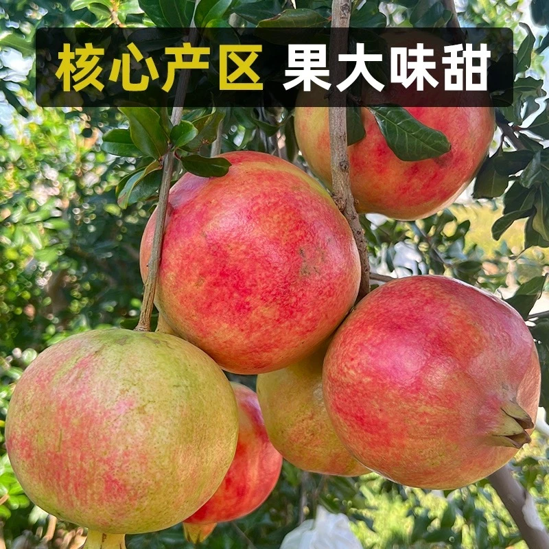 突尼斯软籽石榴纯甜新鲜水果当季5斤整箱精品果现摘营养皮薄