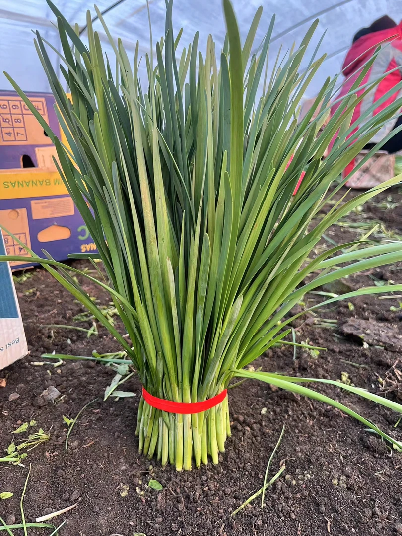 （佳欢家庭农场专属）东北黑土地韭菜 新鲜味足（京东快递送货上门）