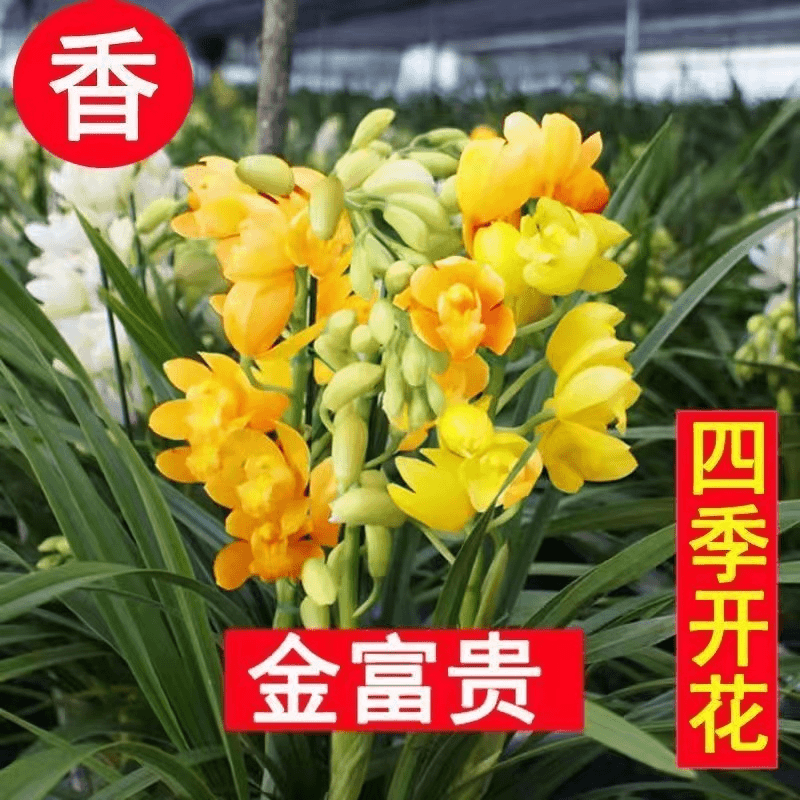 精品兰花苗建兰高档金富贵好养室内办公室桌面绿植盆