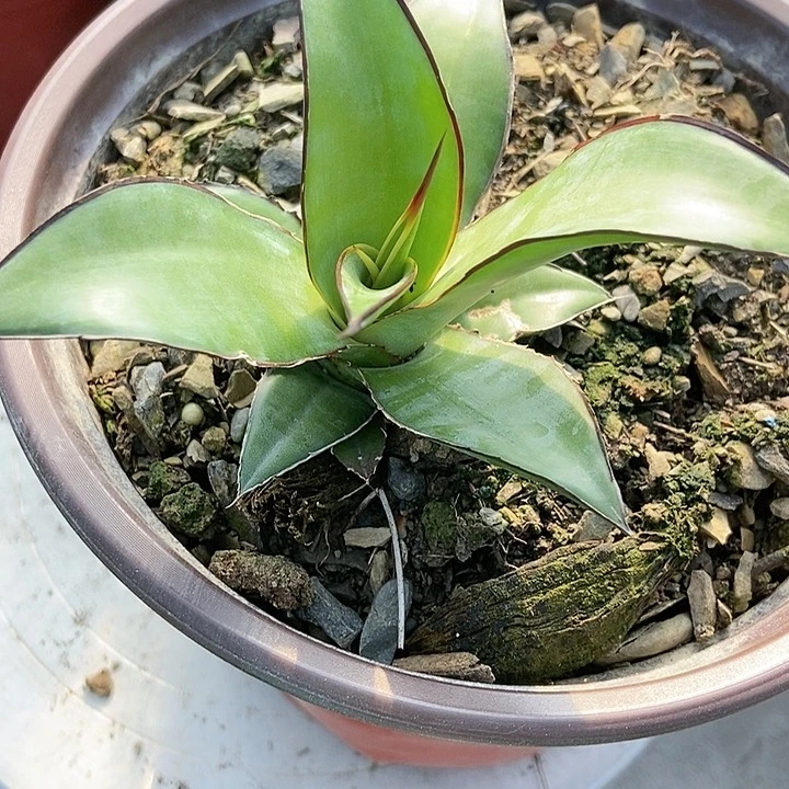【闪购商品】用****1龙舌兰绿植