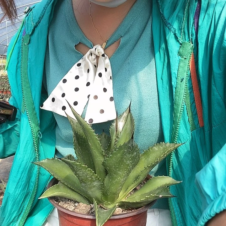 【闪购商品】耿*法龙舌兰绿植