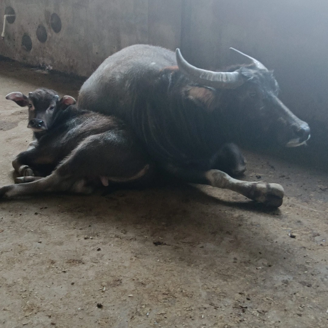 牧童岗老水牛肉。一手货源。4斤起拍   顺丰包邮