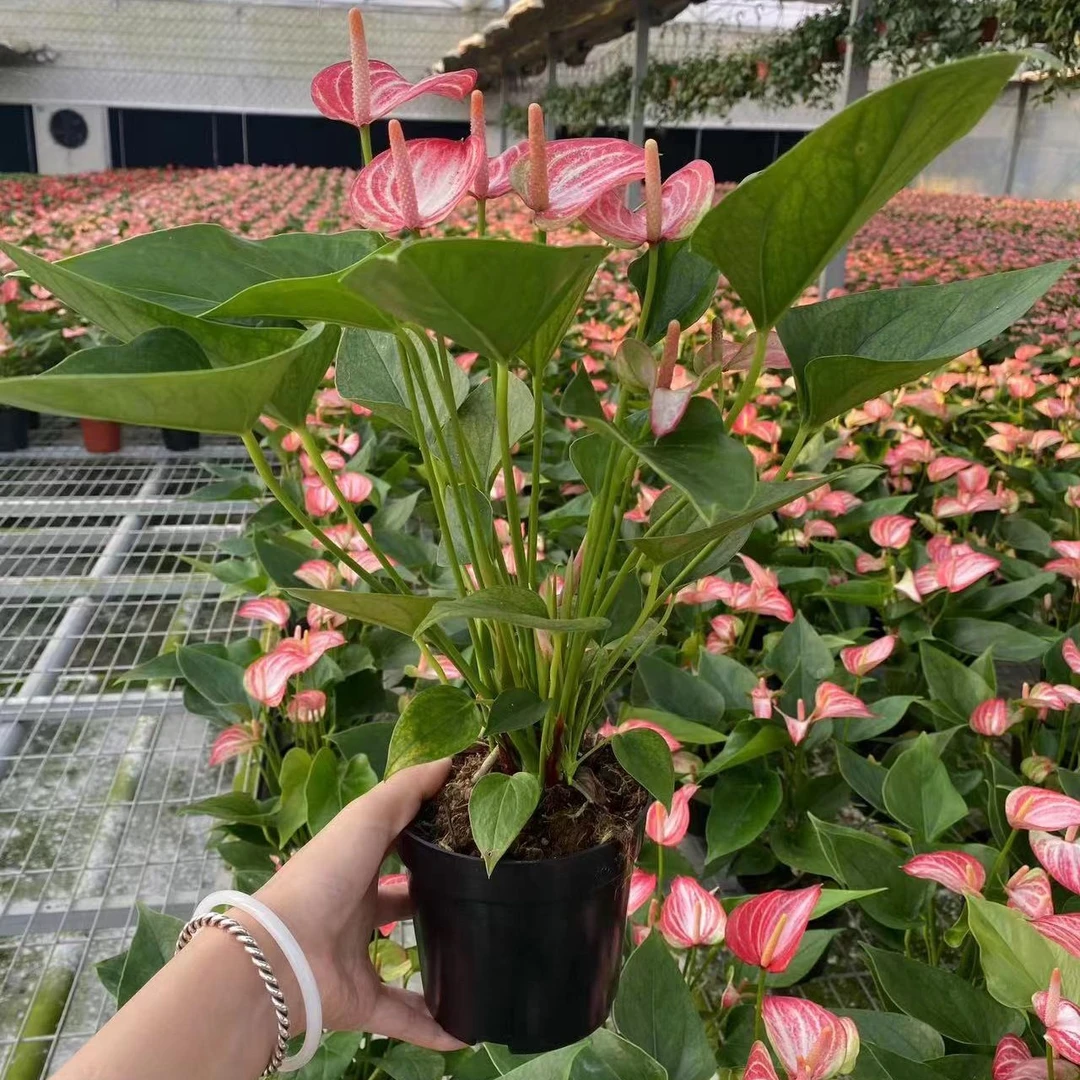 利维姆红掌盆栽可水培四季开花不断