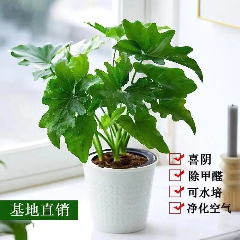 春雨绿植盆栽花卉植物室内易养活无土春羽水培植物室内好养