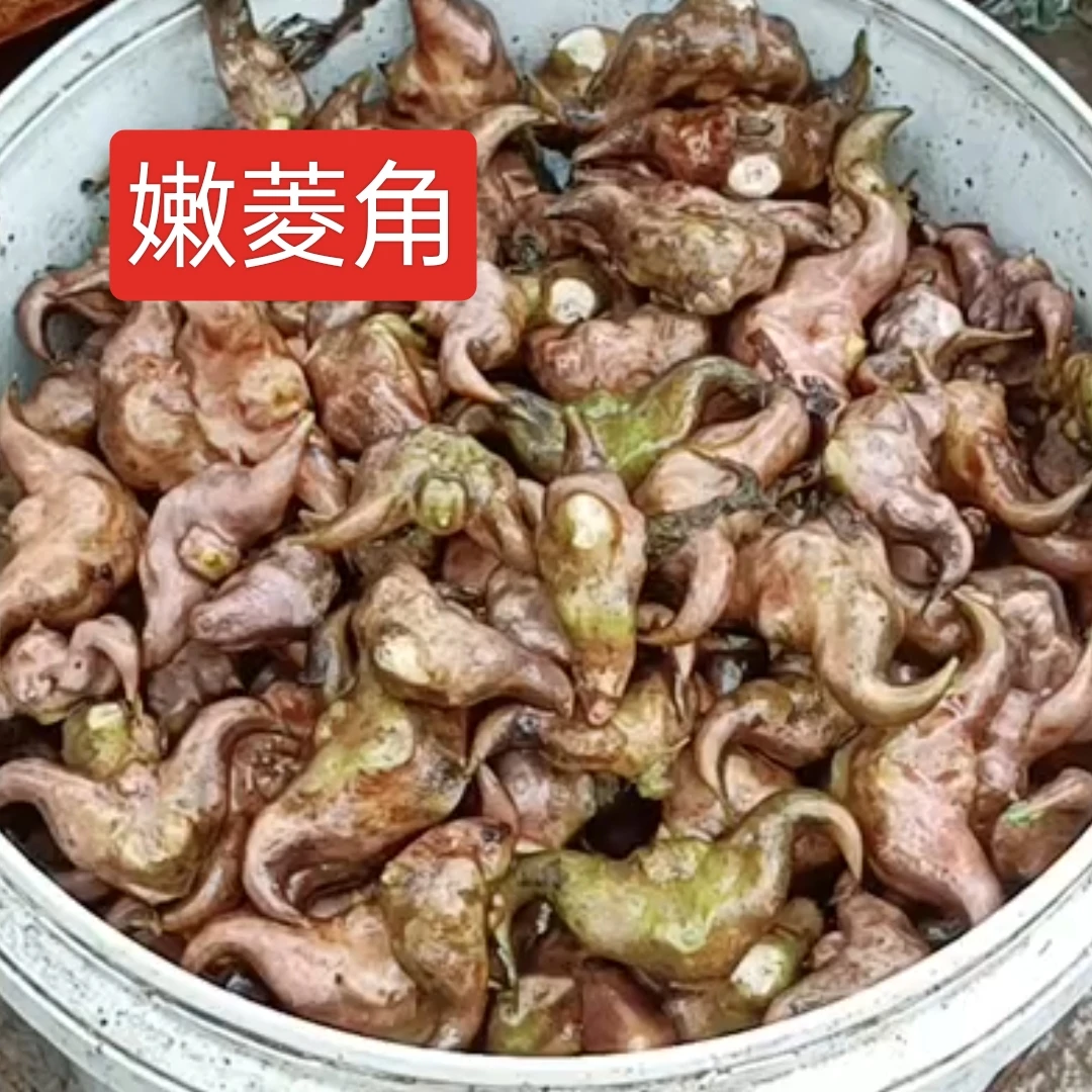 湖北仙桃湖区老菱角