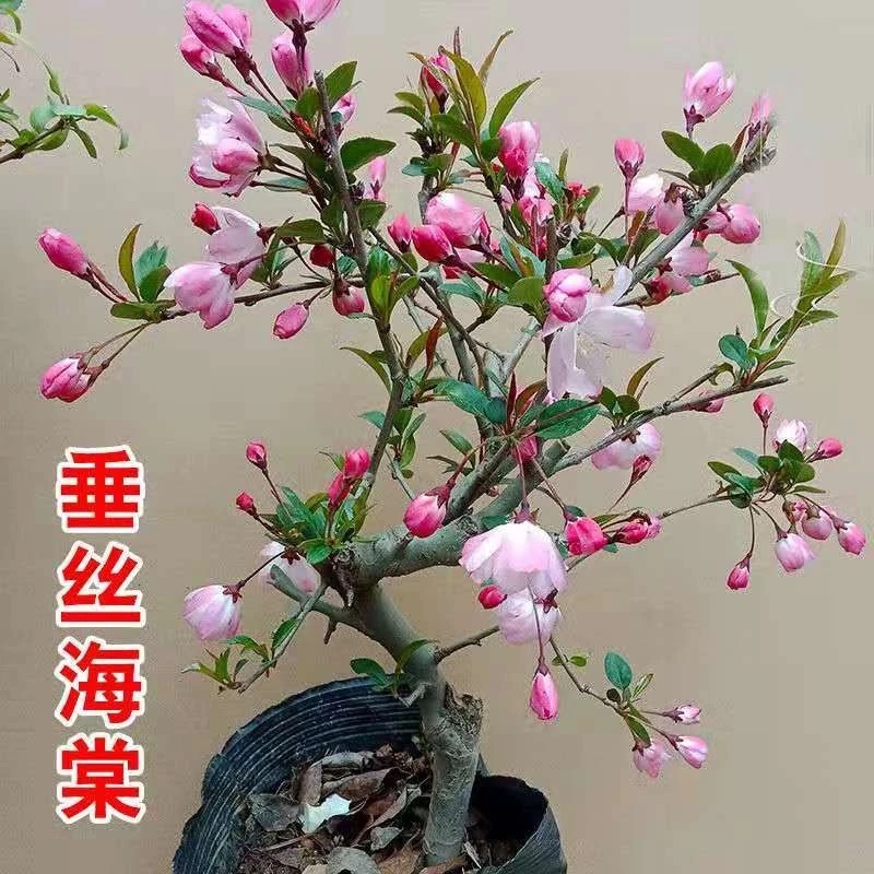 垂丝海棠花盆栽重瓣老桩庭院阳台绿植物室内室外开花好养