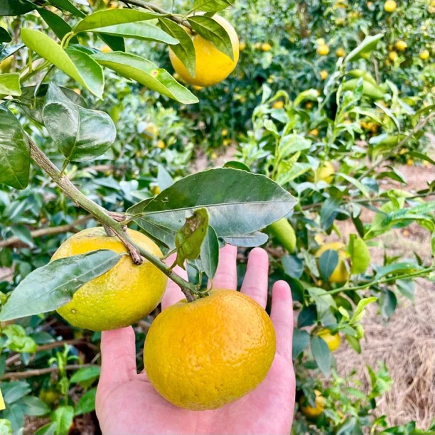 武鸣青皮沃柑，果粒饱满 甜度适中  原产地直发