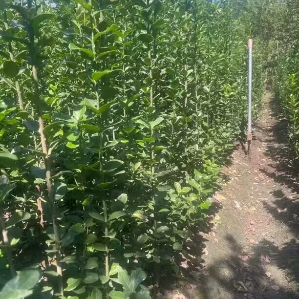 围墙篱笆植物大叶北海道黄杨苗冬青树苗四季常青耐寒庭院绿篱树苗