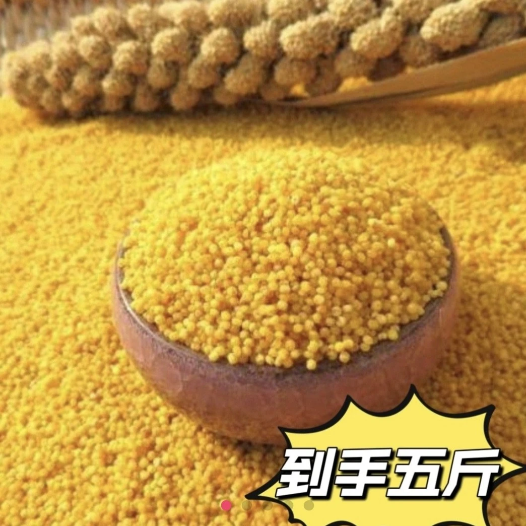 【主播专属】  朝阳小米 新米  家庭便携装5斤
