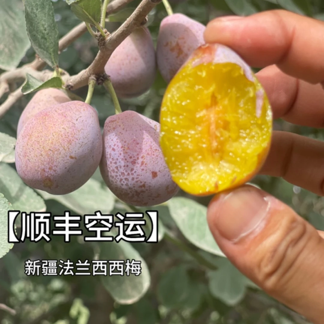 【顺丰空运】新疆伽师法兰西西梅一口爆汁甜度巨高