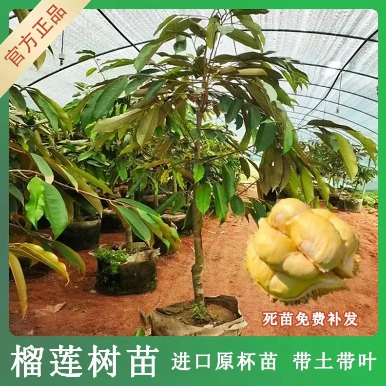爆款海南榴莲树果苗猫山王榴莲树苗黑刺金枕榴莲苗圃直发