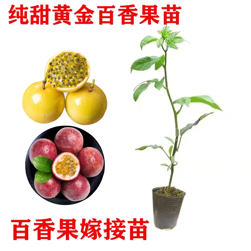 纯甜黄金百香果苗嫁接苗新品种庭院阳台爬藤南方种植四季结果树苗