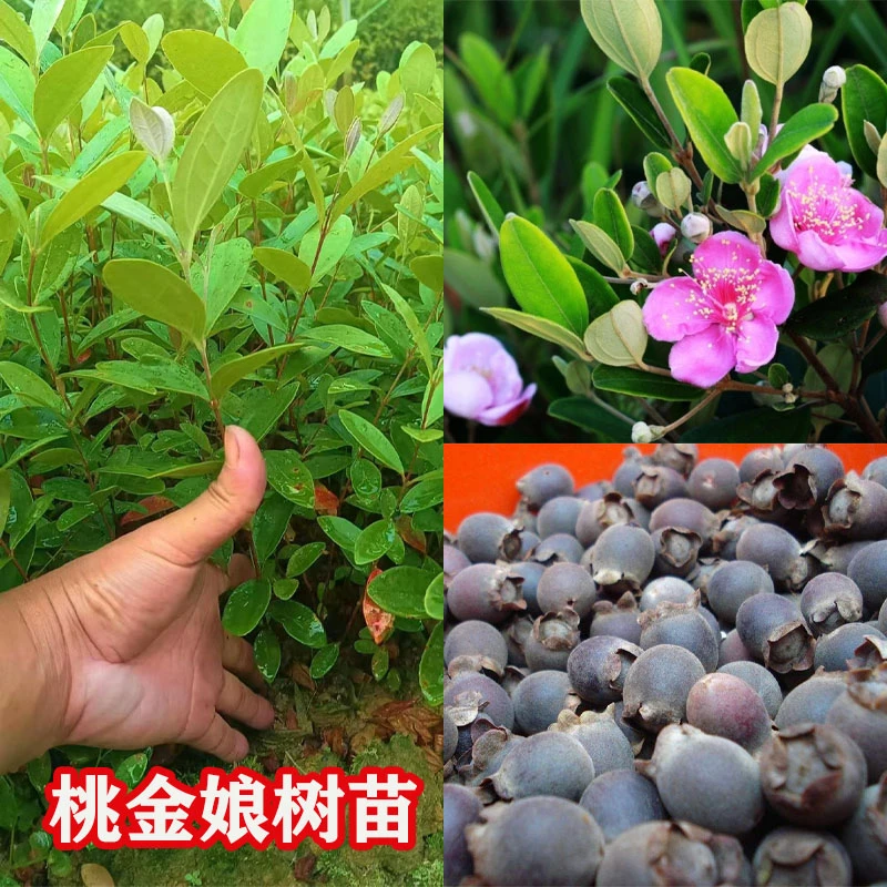 桃金娘树苗老桩盆景花卉绿植野果子多尼山捻子树南北方种植果树苗