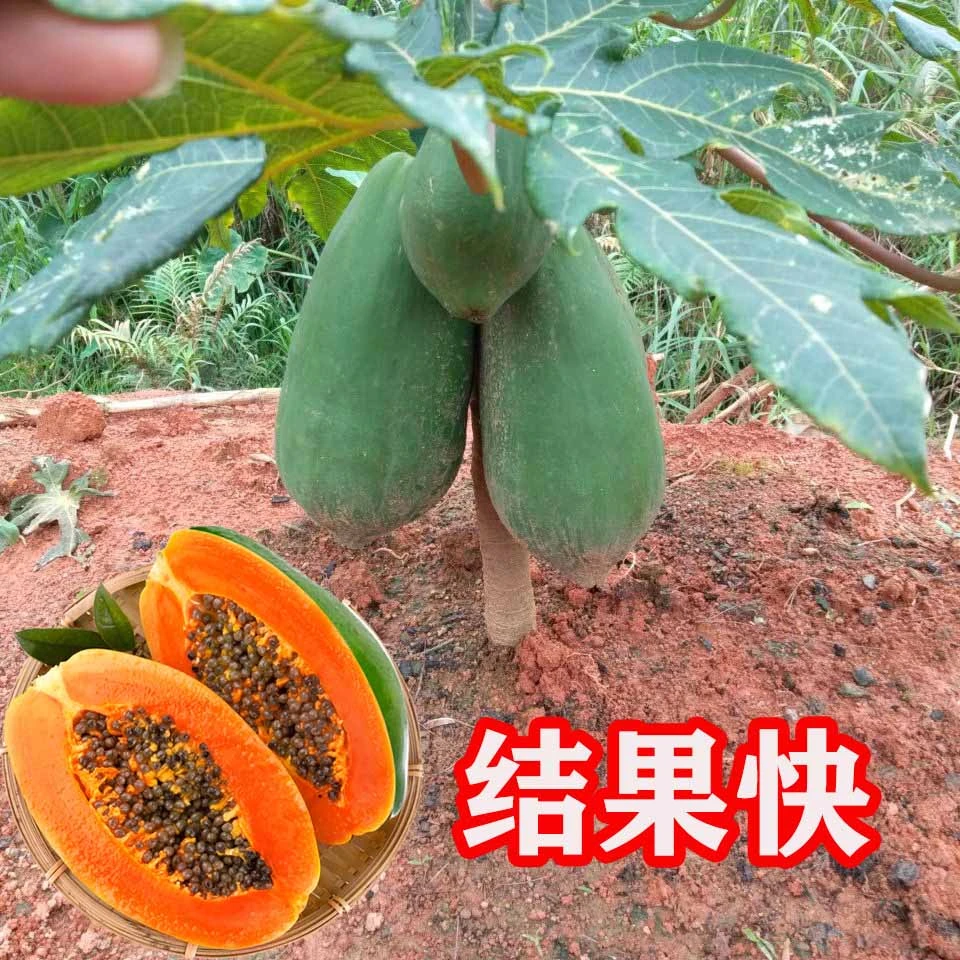 广西木瓜树苗大青冰糖红心木瓜苗矮化特大水果南方种植优质果树苗