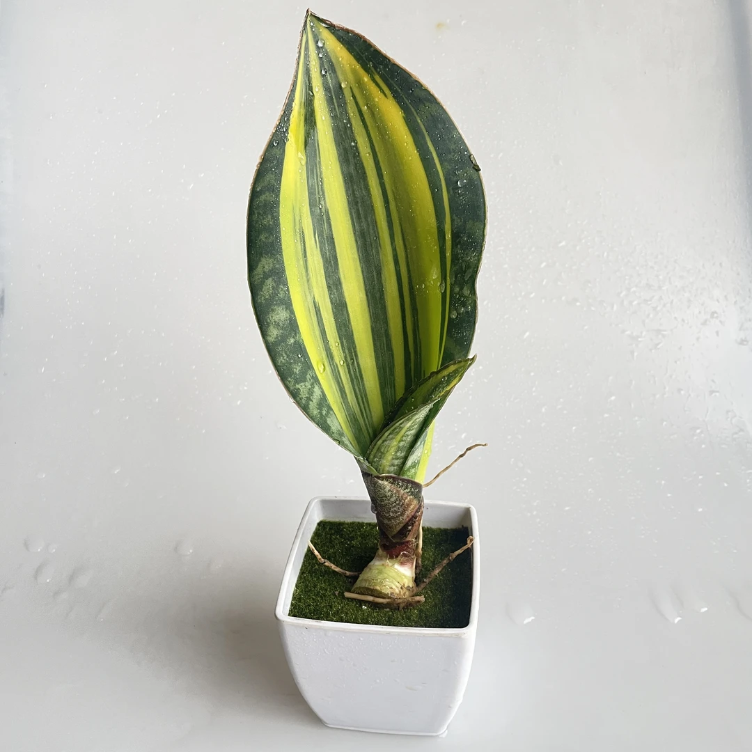 虎皮兰锦宝镜好养活虎皮兰室内绿植盆栽宝镜锦虎皮兰宝镜虎皮兰