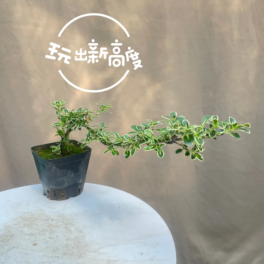金边六月雪造型盆栽四季好养室内办公室茶桌绿植观赏摆件夏季开花