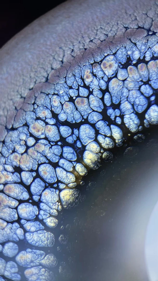 直播通用链接建盏茶器主人杯