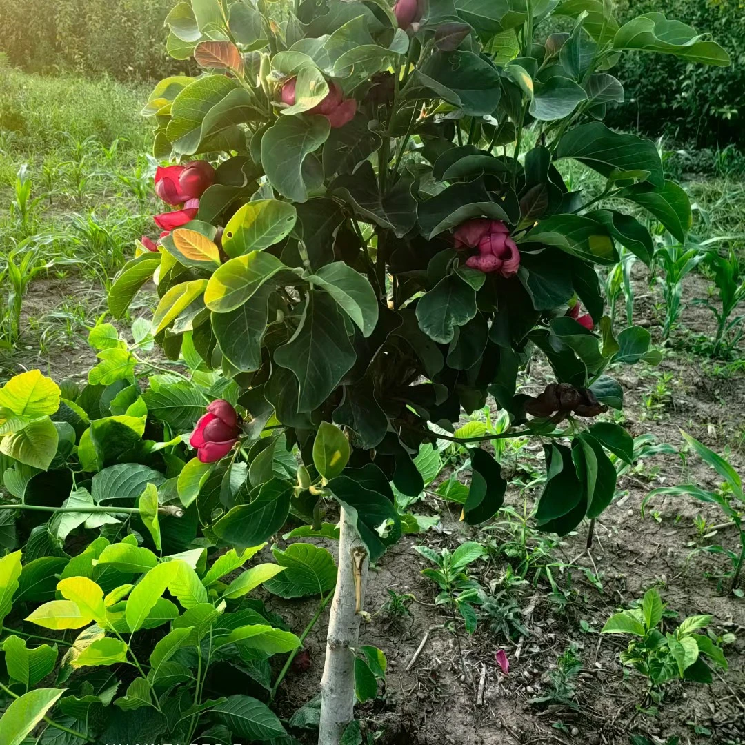 玉兰盆栽玉兰花树苗带花苞 盆栽 四季开花好养矮化花卉
