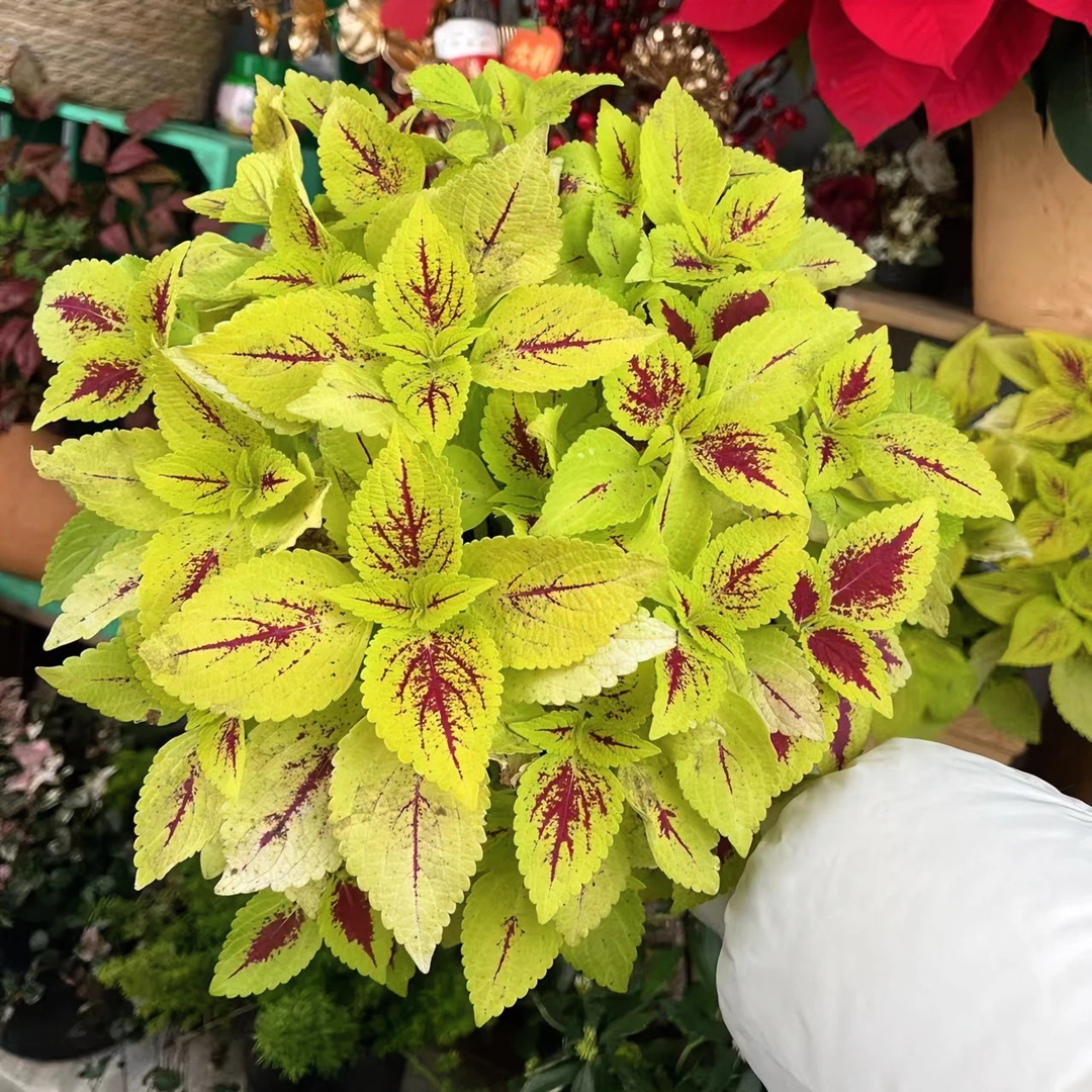 【吉米】彩叶草盆栽植物红叶绿叶植物室内外阳台庭院花卉四季好养