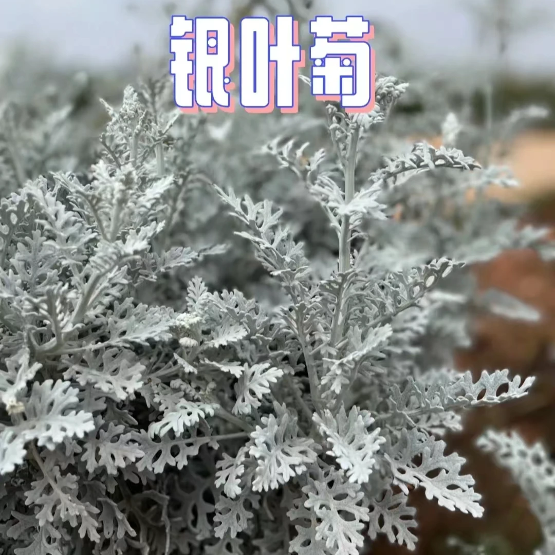 银叶菊雪叶菊盆栽耐寒开花多年生耐寒庭院阳台配色景观植物绿植