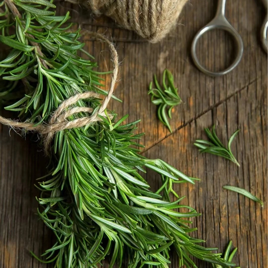 【吉米】迷迭香盆栽植物花卉花园阳台花镜驱蚊庭院老桩木质化做香料