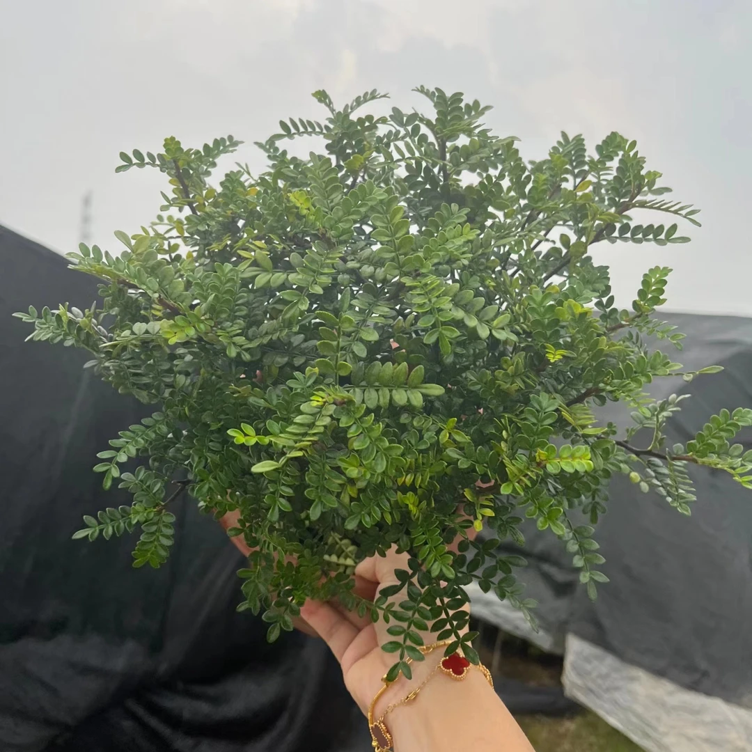 【吉米】清香木耐热耐晒耐高温四季青香可室内养护盆栽植物绿色