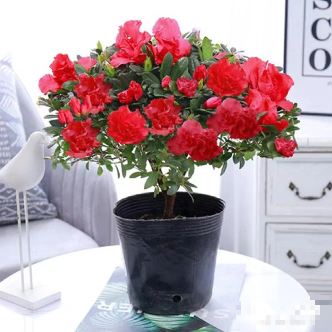 【吉米】比利时杜鹃开花四季好养阳台庭院花镜耐寒耐热老桩木质化