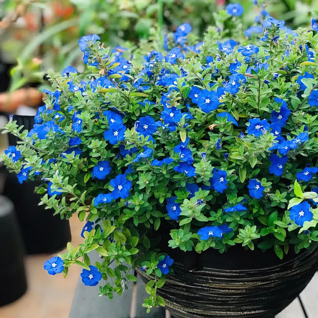 【吉米】蓝星花耐热耐晒阳台庭院高级纯正蓝色爆盆系列春季秋季