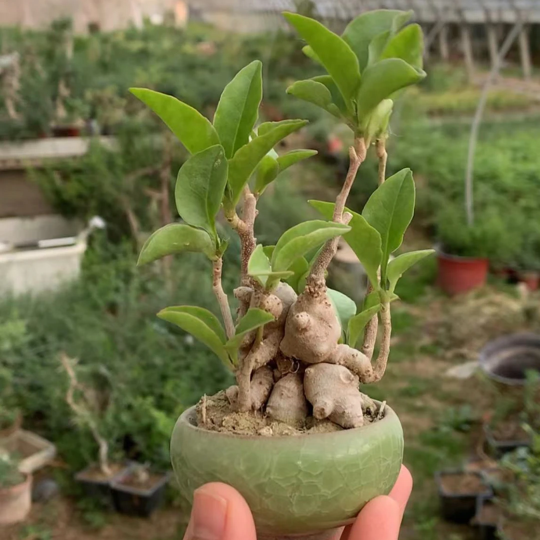 养不死的坨坨小三七盆景